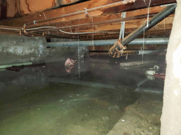 Best Mold removal after water damage  in Hilmar Irwin, CA